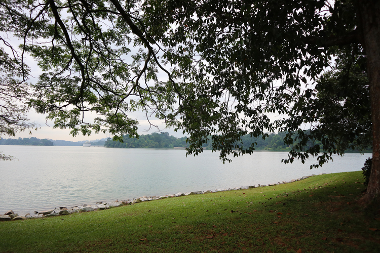 Upper Peirce Reservoir waterfront