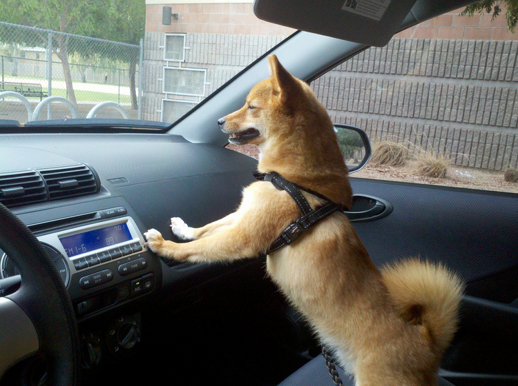 dog in car