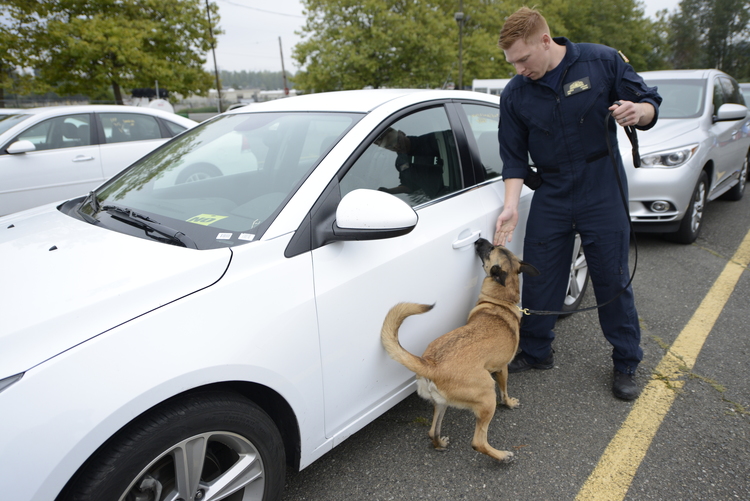 dog sniffing car