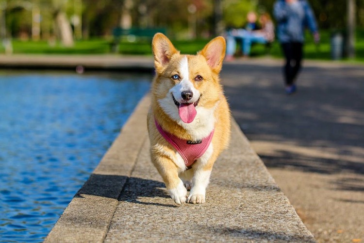 corgi dog by a lake