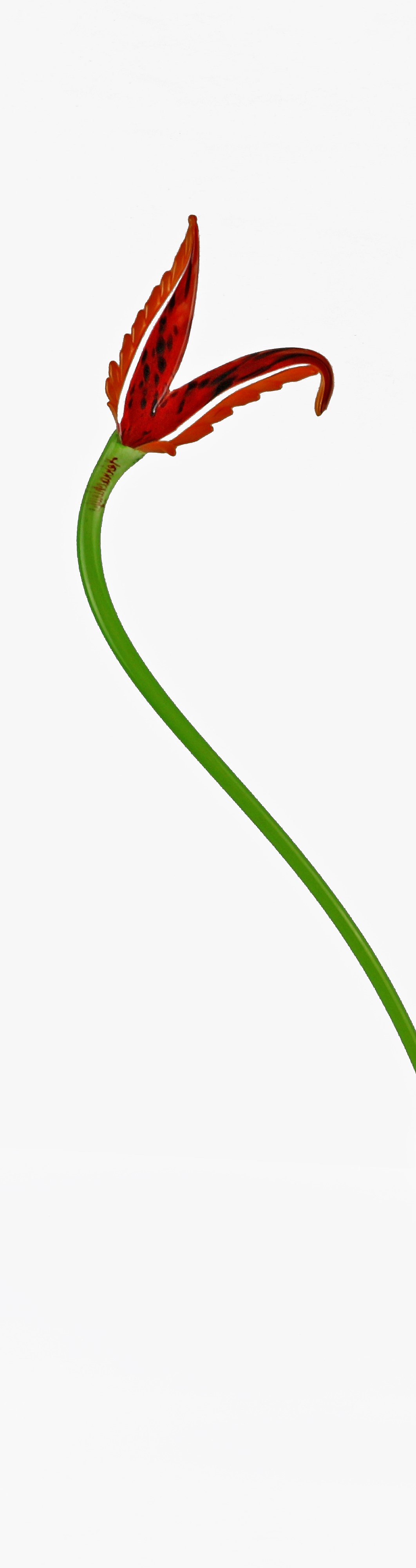 8110000008400.jpg