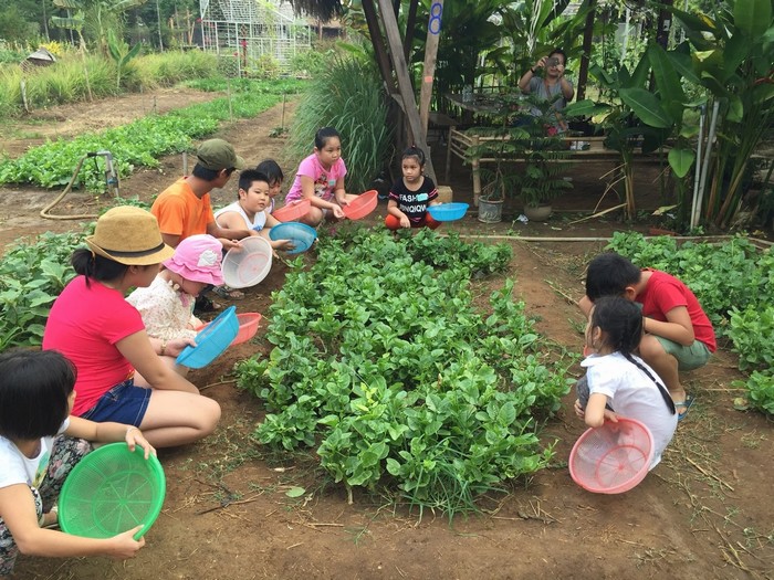 Chuẩn bị thu hoạch rau nào