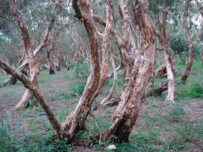 Rừng Quốc Gia Bình Châu - Có Một Khu Rừng Huyền Bí Như Vậy Sao? - ảnh 3 rung quoc gia binh chau - co mot khu rung huyen bi nhu vay sao? - anh 3