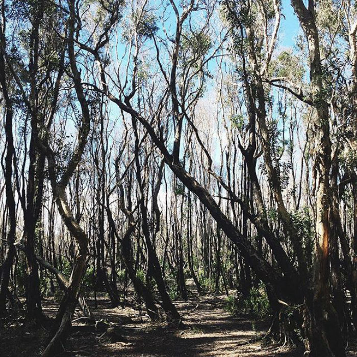 Rừng Quốc Gia Bình Châu - Có Một Khu Rừng Huyền Bí Như Vậy Sao? - ảnh 4 rung quoc gia binh chau - co mot khu rung huyen bi nhu vay sao? - anh 4