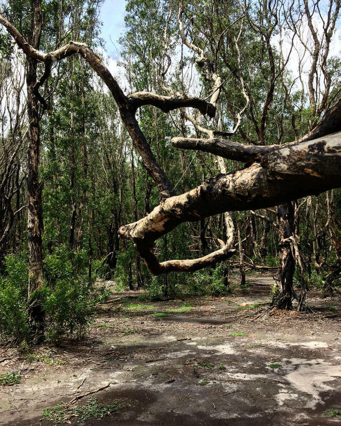 Rừng Quốc Gia Bình Châu - Có Một Khu Rừng Huyền Bí Như Vậy Sao? - ảnh 6 rung quoc gia binh chau - co mot khu rung huyen bi nhu vay sao? - anh 6