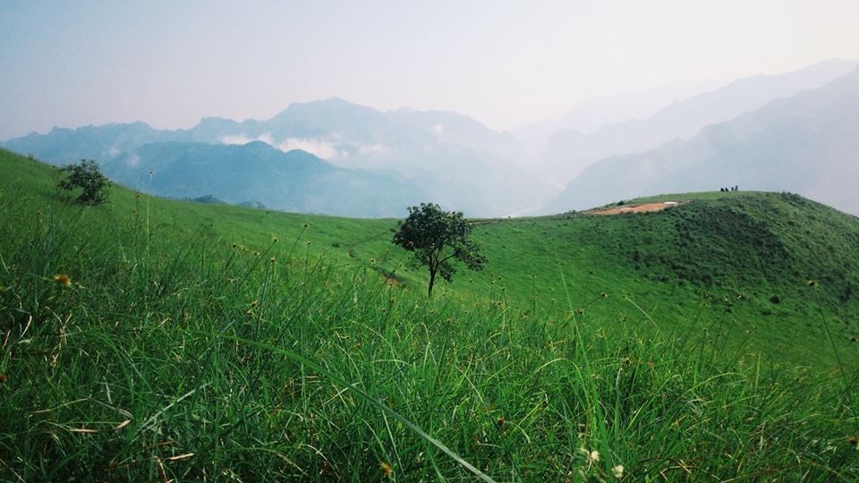 Đồng cỏ xanh tận chân trời