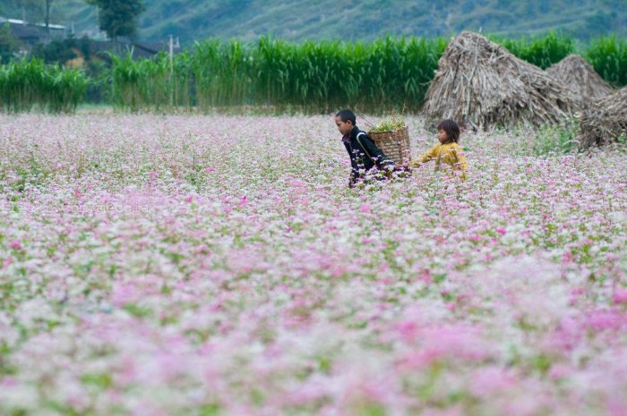 Đi qua những mùa thương nhớ Tây Bắc - Ảnh: Meogia Photography