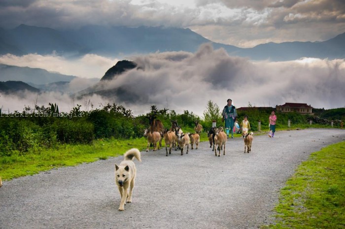 Chiều dần buông trên đỉnh đồi - Ảnh: Meogia Photography