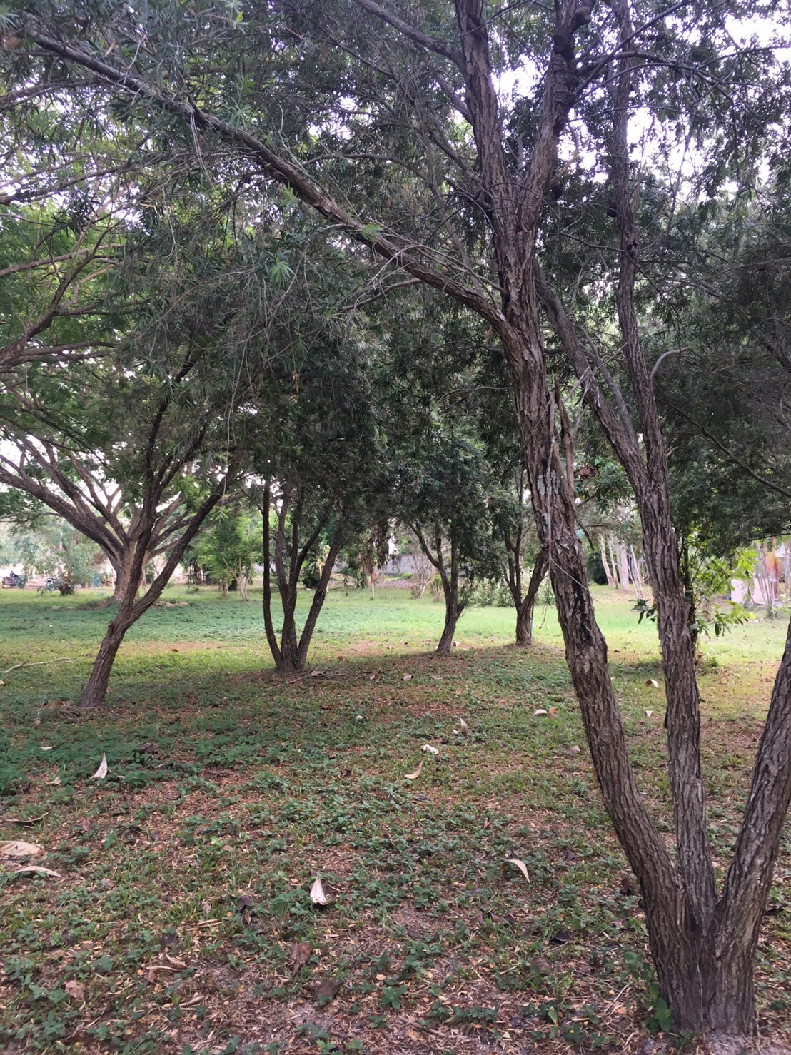 ขายที่ดิน ต. หนองควาย อ. หางดง จ. เชียงใหม่, ภาพที่ 4