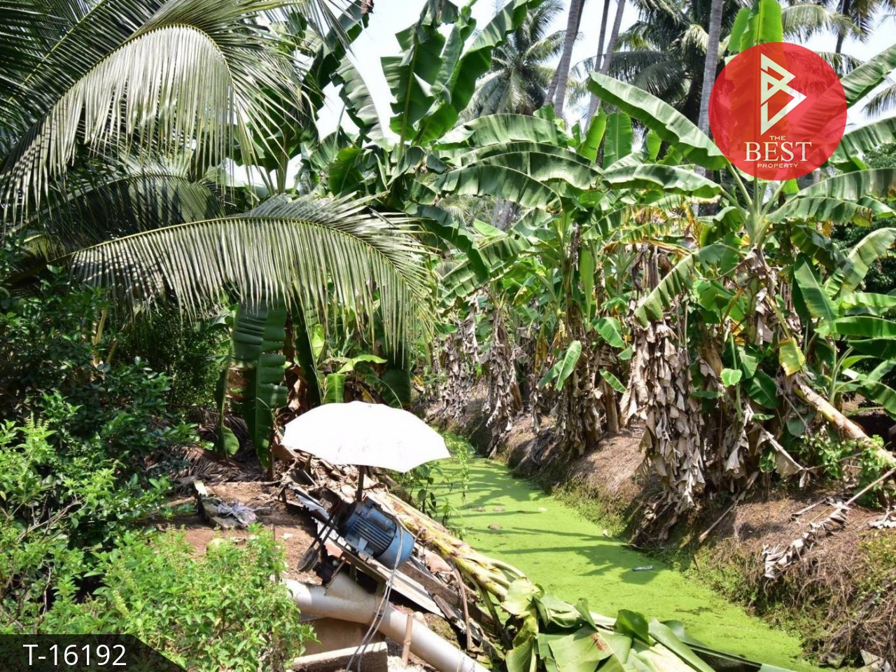 ขายที่ดินเปล่า บางสะแก · บางคนที · สมุทรสงคราม , ภาพที่ 4