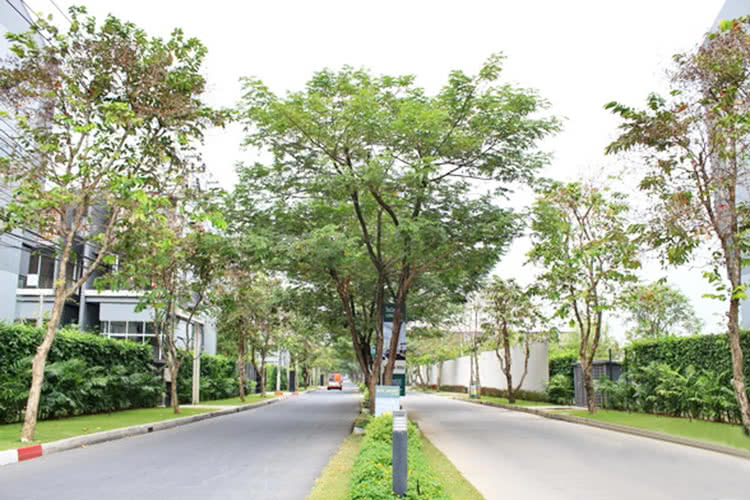 ไซมิส บลอสซั่ม แอท แฟชั่น - บรรยากาศ - 3
