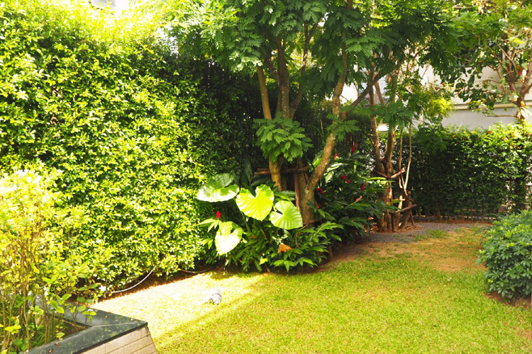 Dypsis ในโครงการ เดอะ ปาล์ม กะทู้-ป่าตอง, ภาพที่ 4
