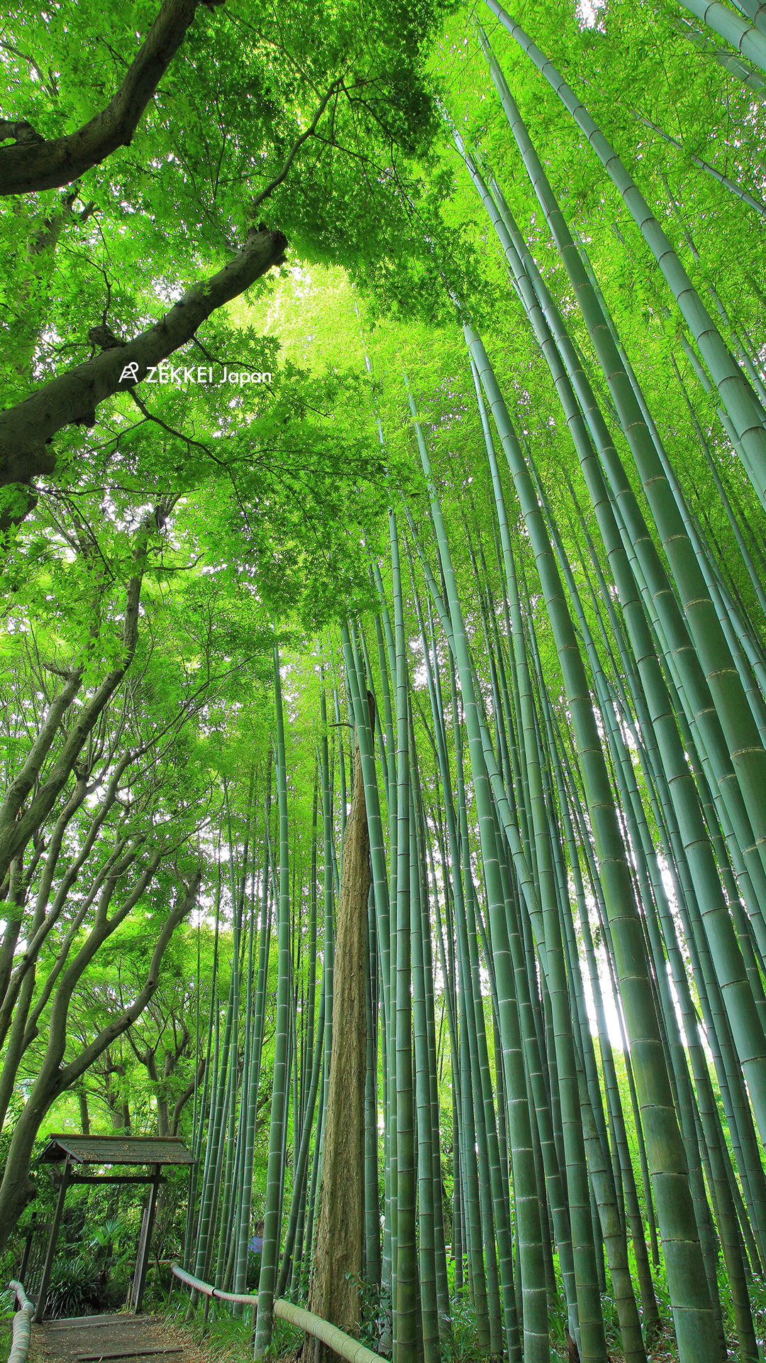  绝景桌布>风吹树梢沙沙作响! 精选翠绿「竹林」绝景桌布|绝景日本