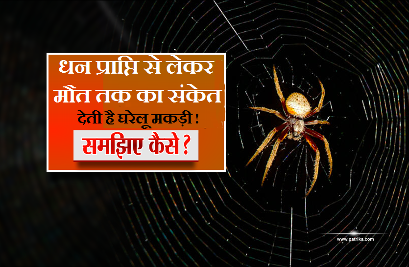 spider special signs धन प्राप्ति से लेकर मौत तक का संकेत देती है घरेलू मकड़ी