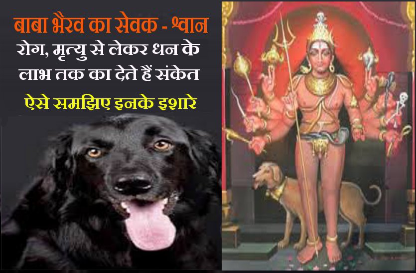 your life signals also given by dogs बाबा भैरव के सेवक श्वान (डॉग्स) भी देते हैं आपके साथ होने वाली घटनाओं का संकेत! ऐसे समझें