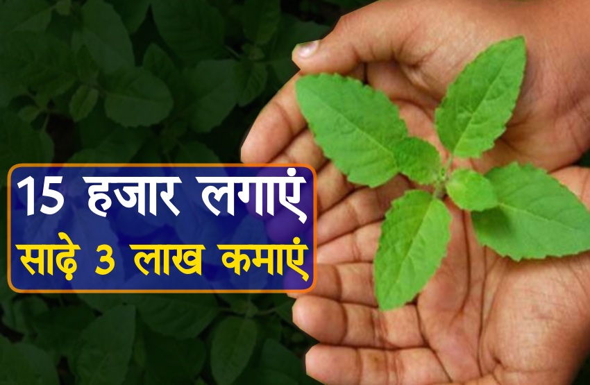 tulsi buisness बंपर मुनाफ़े का बिज़नेस, सिर्फ़ 15000 हज़ार लगाकर कमाएँ साढ़े तीन लाख