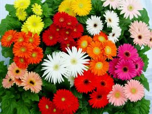 Download 2000 Wallpaper Bunga Daisy HD Terbaik Download 2000 Wallpaper Bunga Daisy HD Terbaik
