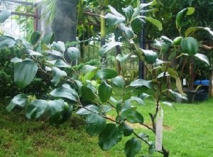 84 Gambar Tanaman Apel India HD 84 Gambar Tanaman Apel India HD