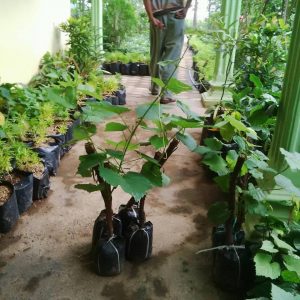 87+ Gambar Pohon Anggur Yg Baru Tumbuh Terbaik 87+ Gambar Pohon Anggur Yg Baru Tumbuh Terbaik