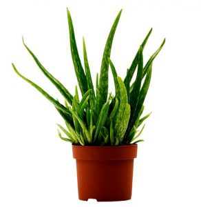 1000+ Gambar Daun Lidah Buaya Paling Keren 1000+ Gambar Daun Lidah Buaya Paling Keren