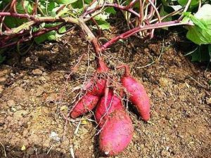 Perkembangbiakan Ubi Jalar