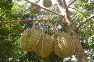 101+ Gambar Tanaman Durian Montong Paling Keren 101+ Gambar Tanaman Durian Montong Paling Keren