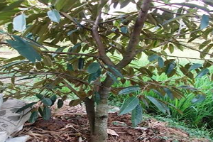 101+ Gambar Tanaman Durian Montong Paling Keren 101+ Gambar Tanaman Durian Montong Paling Keren