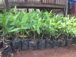 cara menanam jambu madu