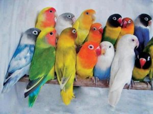 2000+ Gambar Burung Yang Paling Mudah Terbaru 2000+ Gambar Burung Yang Paling Mudah Terbaru