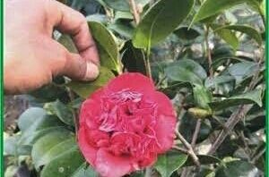 53+ Gambar Bunga Camelia Kekinian 53+ Gambar Bunga Camelia Kekinian