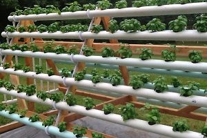 4 Cara Menanam Hidroponik Dengan Media Air Paling Mudah