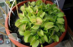 300 Gambar Bunga Venus Flytrap HD Paling Baru 300 Gambar Bunga Venus Flytrap HD Paling Baru