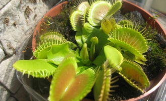 300 Gambar Bunga Venus Flytrap HD Paling Baru 300 Gambar Bunga Venus Flytrap HD Paling Baru