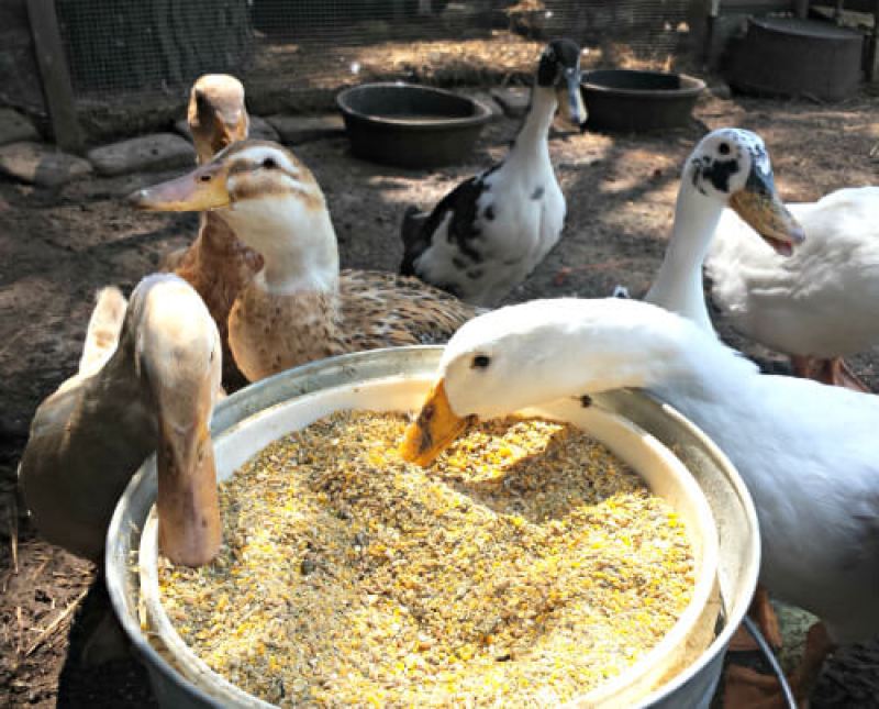 101 Gambar Bebek Sedang Makan Paling Keren 101 Gambar Bebek Sedang Makan Paling Keren