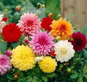 85+ Gambar Tumbuhan Bunga Dahlia 85+ Gambar Tumbuhan Bunga Dahlia