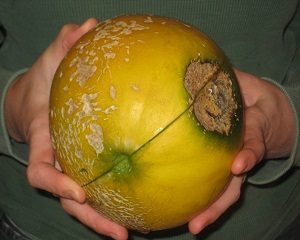 400 Gambar Buah Buahan Busuk Gratis 400 Gambar Buah Buahan Busuk Gratis