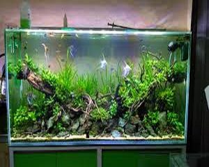 Aquascape Aquarium  Besar Aquascape Ideas