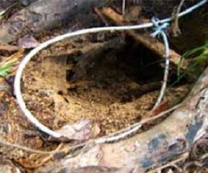 100+ Gambar Babi Hutan Kena Jerat HD 100+ Gambar Babi Hutan Kena Jerat HD