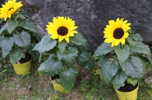 80+ Gambar Bunga Matahari Dari Biji Bijian Paling Cantik 80+ Gambar Bunga Matahari Dari Biji Bijian Paling Cantik