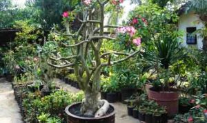 Keren Contoh Tanaman Hias Yang Diperbanyak Dengan Cara Penyambungan Bunga Hias