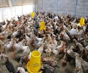 76+ Gambar Ayam Ukuran Besar 76+ Gambar Ayam Ukuran Besar