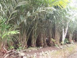 78+ Gambar Bunga Jagung Dan Bagian Bagiannya Paling Baru 78+ Gambar Bunga Jagung Dan Bagian Bagiannya Paling Baru