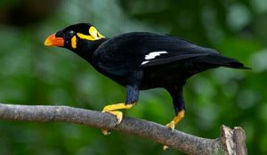2000+ Gambar Burung Yang Paling Mudah Terbaru 2000+ Gambar Burung Yang Paling Mudah Terbaru