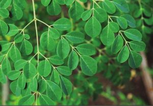 76 Gambar Akar Daun Kelor HD 76 Gambar Akar Daun Kelor HD