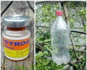 600 Gambar Buah Apel Dari Botol Bekas HD 600 Gambar Buah Apel Dari Botol Bekas HD
