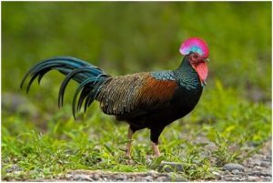 76 Gambar Ayam Hutan Hijau Terbaik 76 Gambar Ayam Hutan Hijau Terbaik