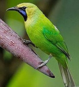 Kumpulan Gambar Burung Cucak Ijo Mini Kumpulan Gambar Burung Cucak Ijo Mini