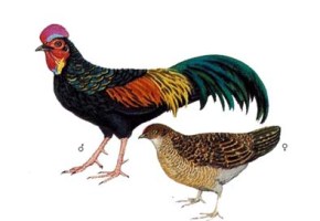 76 Gambar Ayam Hutan Hijau Terbaik 76 Gambar Ayam Hutan Hijau Terbaik