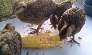 87+ Gambar Ayam Hutan Hijau Betina HD 87+ Gambar Ayam Hutan Hijau Betina HD