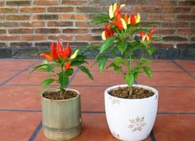Cara Menanam Cabe di Pot yang Benar